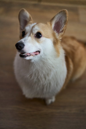 An Adorable Corgi Looking Up with a Playful and Joyful Expression on Its Cute Faceの写真素材