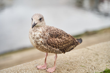 European herring gull perched on a seaside wall with a boat in the backgroundの写真素材