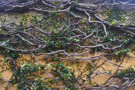 Lush flourishing green vines beautifully entwined against a charming, weathered, old wallの写真素材