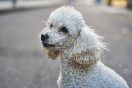 White miniature poodle pedigree dog standing on the asphalt road and posing to the cameraの写真素材