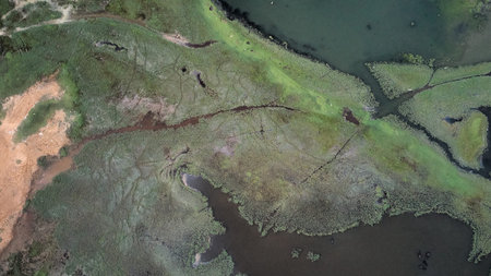 Aerial view of a swampy area