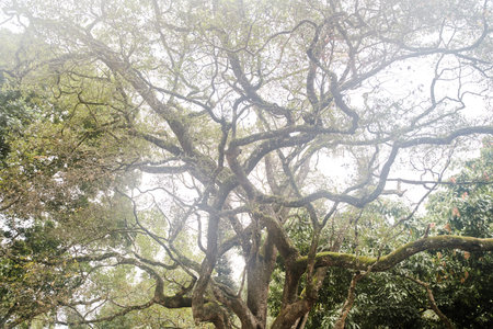 Old big tree with twisting branches in Royal Botanical Garden in Sri Lanka