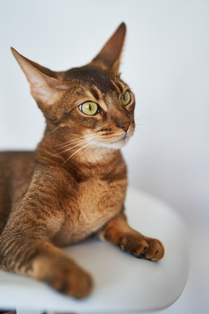 Beautiful Bengal cat sitting on a chairの写真素材