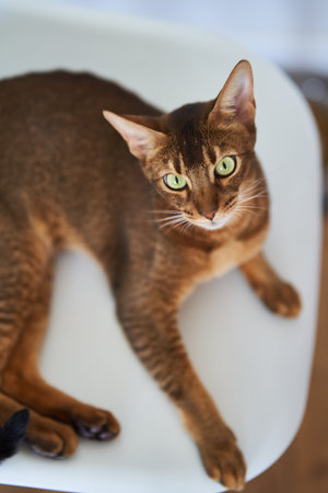 Beautiful Bengal cat sitting on a chairの写真素材