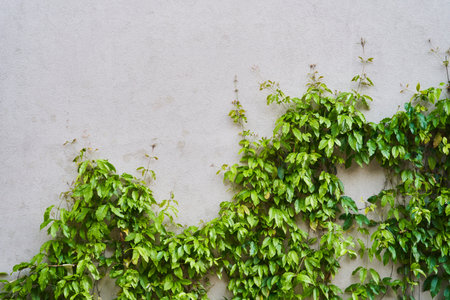 The Green Creeper Plant on a wall. Backgroundの写真素材