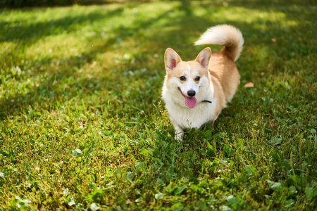 A Cute and Playful Corgi Sitting Joyfully in a Beautiful, Green and Lush Grass Fieldの写真素材