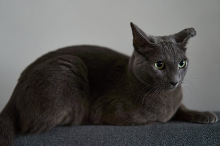 An Elegant Gray Cat is Relaxing Comfortably on a Couch in a Cozy Living Room Spaceの写真素材