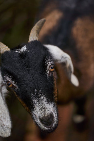 close goat image, detailed and close perspective shot of curious goat exploring its natural habitat