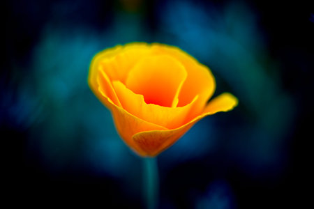 Bright beautiful yellow flower. Abstract background. Copyspace for copy, text, your words.の写真素材