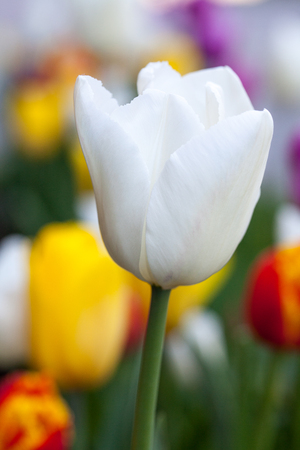 Beautiful white flower tulip closeup. Vertical Abstract backgroundの写真素材