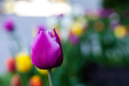 Purple tulip close-up. Horizontal Abstract background. Flowerbackground, gardenflowers. Garden flowerの写真素材
