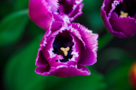 Close-up purple tulips. Garden flower.の写真素材