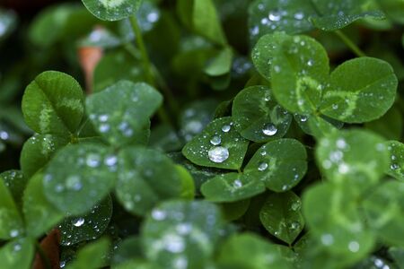 Fresh green clovers with water drops. Close up of clover Leaves in dark dense forest, grass. Shamrock. Rural nature view. Spring Holiday floral backdrop. Spring St. Patrick's Day Clovers backgroundの写真素材