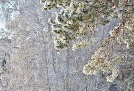 Pine branch in winter in a strong frostの写真素材