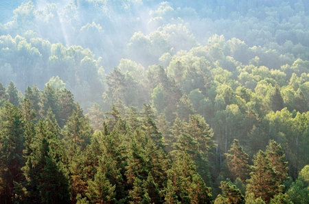 The sun's rays at sunrise on a misty morning in the forest