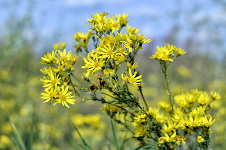 Yellow flowers in the flower bed in the Park in summerの写真素材