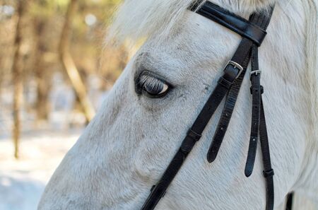 Portrait of a beautiful white horse closeup with bridleの写真素材