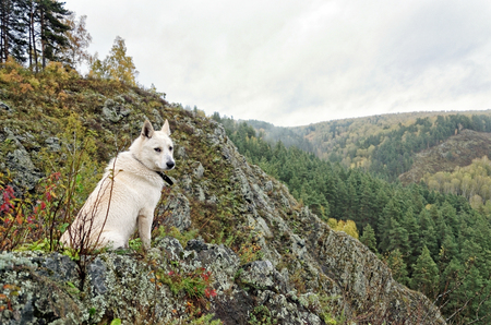 Dog sitting on a cliff in the forest in autumnの写真素材