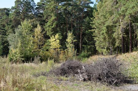 Storage of firewood in summer pine forestの写真素材
