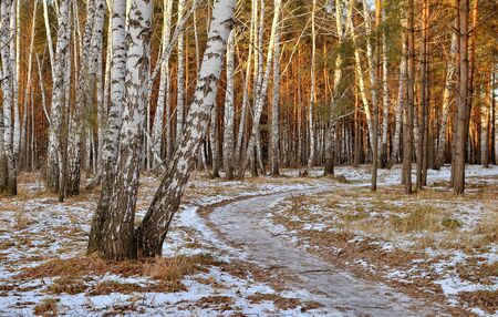 Path in the birch forest autumn Sunny dayの写真素材
