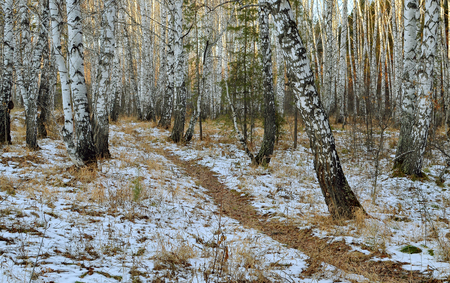 Path in a birch forest autumn Sunny dayの写真素材