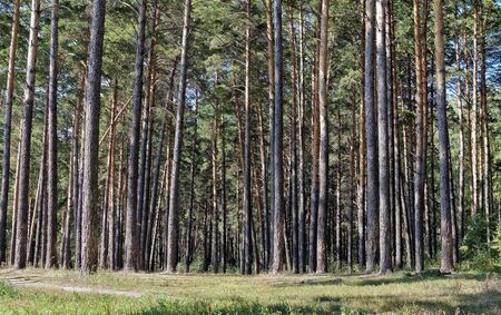 Band of slender pine trees in the pine forest in Sunny summer weatherの写真素材