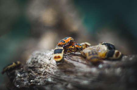 beetlesの写真素材