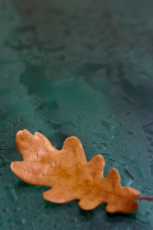 a yellow leaf on green wet glass with shallow focus on the leaf