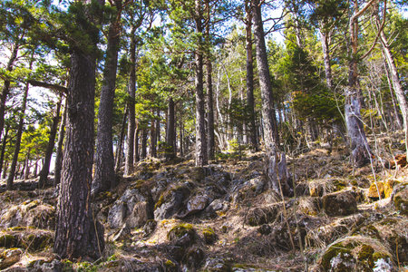 Forest in the mountains. Adygea, Russia