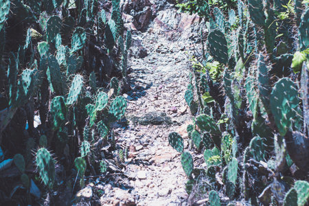 Path between thickets of cacti