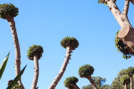 tree with blue sky backgroundの写真素材