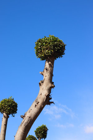 tree with blue sky background