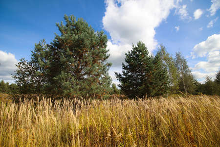 Rural landscape with filed in a countryside.の写真素材