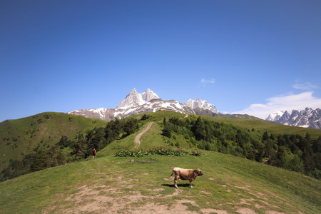 Wild cow on the background of Ushba mountain