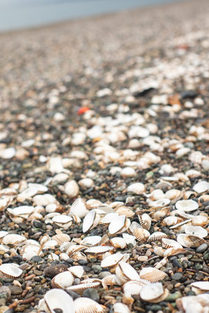 Seashells on the pebble beach in summer. Black Sea, Georgia