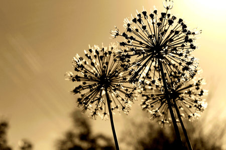 tudiantsの写真素材