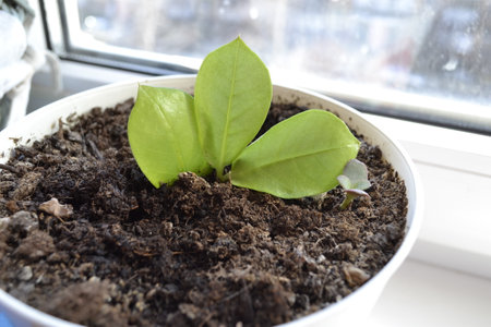 A beautiful green flower in a pot with earth.の写真素材