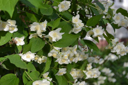 photo of a flowering tree with white flowers on a green background.の写真素材