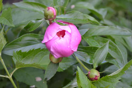 Pink flower peonies flowering on background pink flowers.の写真素材