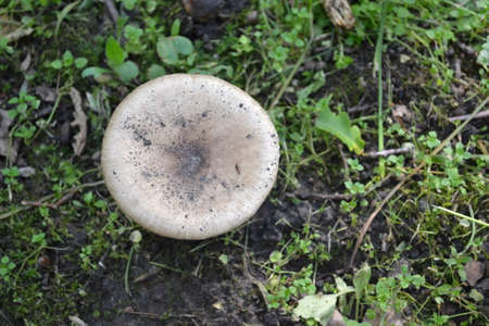 A beautiful mushroom in the green forest thicketの写真素材
