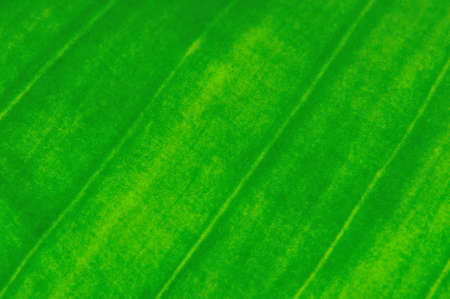 close up of diogonal lines in texture of leafの写真素材