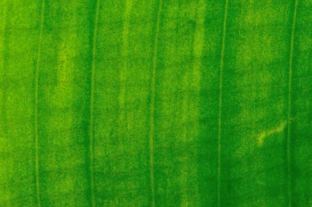 close up of gold texture of leafの写真素材