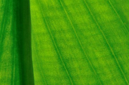 close up of texture of leafの写真素材