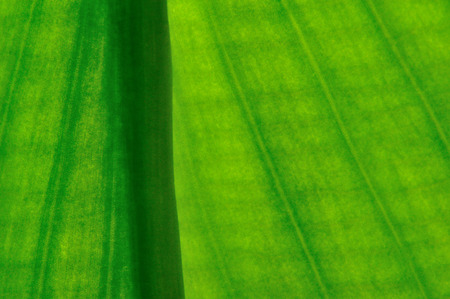 close up of texture of leafの写真素材