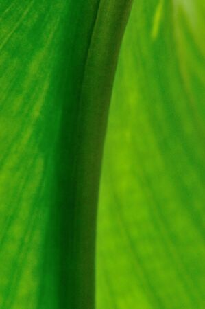 close up of texture of leafの写真素材
