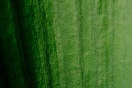 close up of mat texture of leafの写真素材