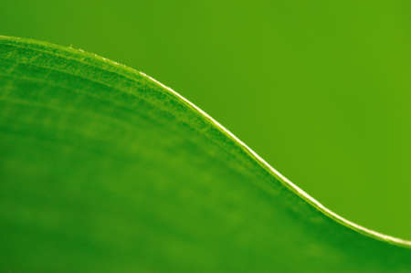 close up of texture of leafの写真素材