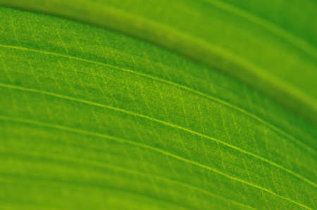 close up of  gold curves line in texture of leafの写真素材