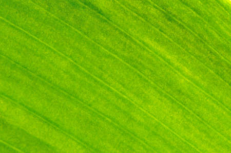 close up of gold texture of leafの写真素材