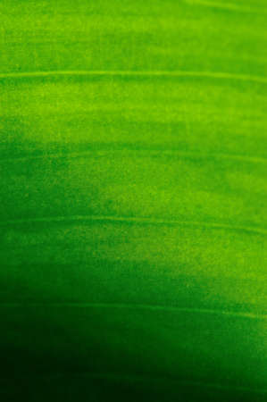 close up of horizontal lines in texture of leafの写真素材